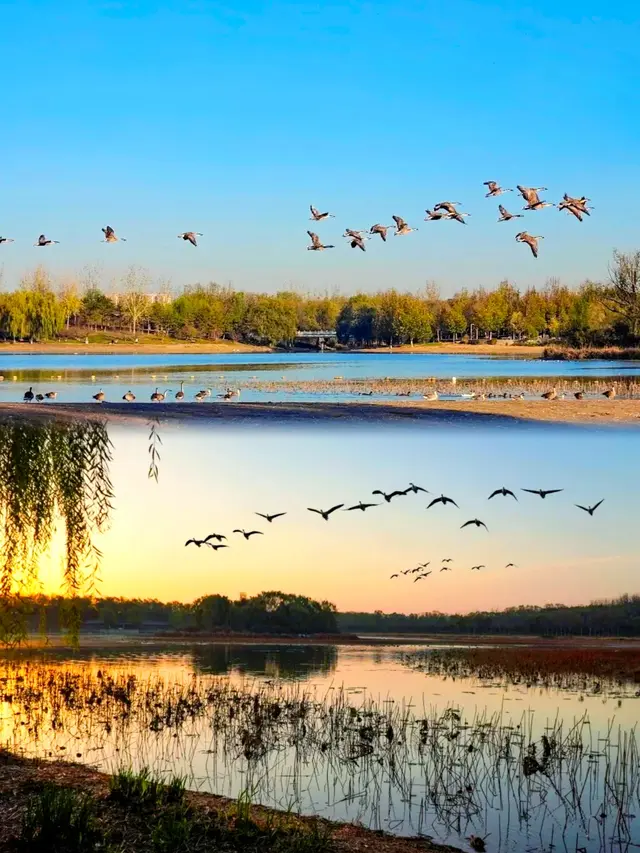 奇观！桃花逆寒盛开！北京的秋冬有多“热闹”——
