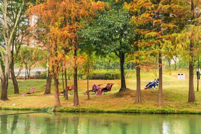 莲花山落羽杉，红了！