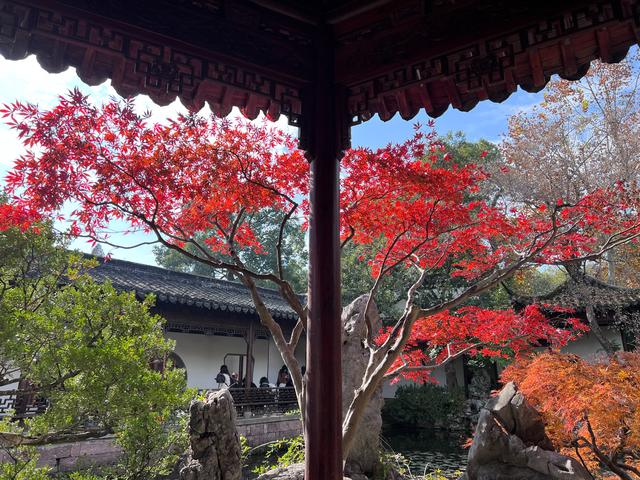 如花如画，每年一见的杭州红叶季到了，错过再等一年。