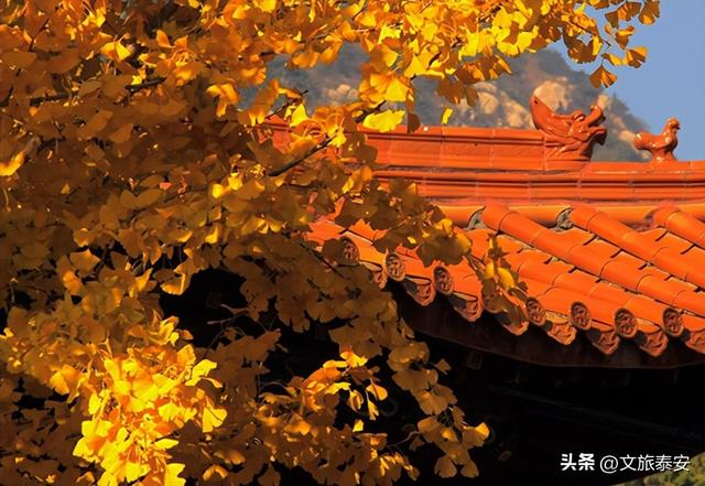 千万别在秋天来泰安，不然真的很难戒断