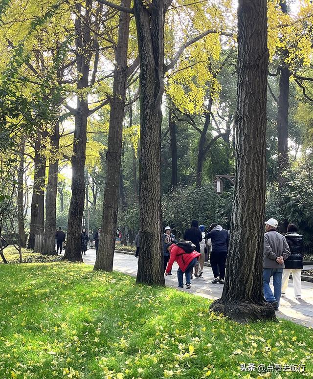 成都市中心最美银杏观赏地，这6处你去过吗？都不要门票！