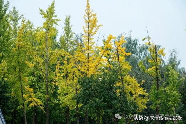 陕西渭南：人和公园亭台楼阁 秋色宜人 风光无限好