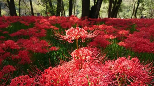 9月去看绝美彼岸花吧！日本10大赏花出片景点全攻略~