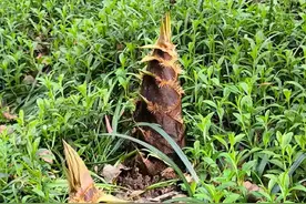 竹笋会被挖绝种吗？很多人没有见过竹子生长的极限，带你了解清楚图片