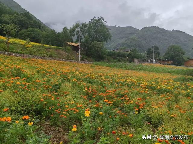 文县：白马藏乡花如海避暑秘境等你来