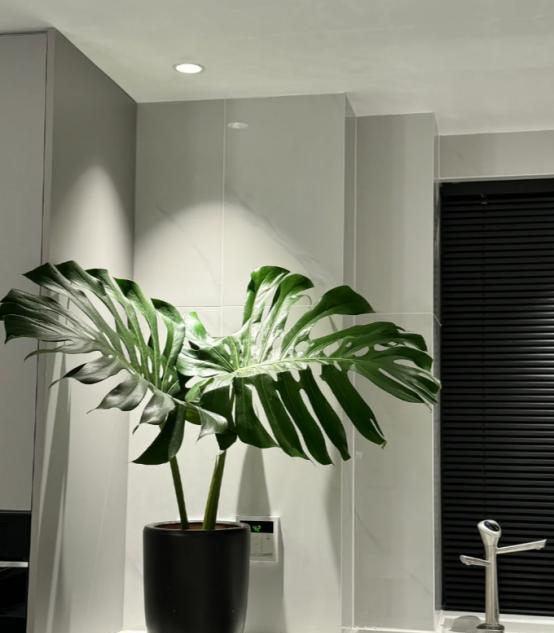 河北一户人家，因“龟背竹客厅”而走红，真壮观，妥妥的视觉盛宴