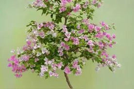 河北一大妈，因“穷养三角梅”火了，一分钱不花，太美太快乐了！图片