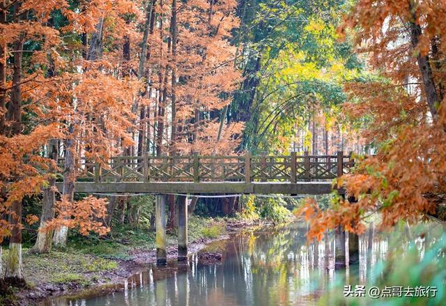 成都旅游真厉害，水杉红又被国际“种草”，这5处超级壮观！