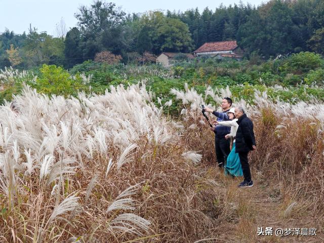 安陆：当银杏遇见芦苇 画框里的诗与远方