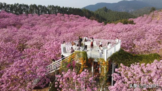 新会大泽绿美生态园太梦幻了，6000株紫花风铃开成童话花海