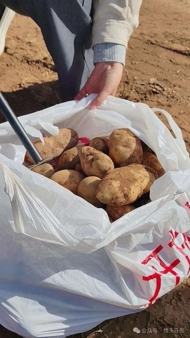 包头“捡土豆” 攻略出炉