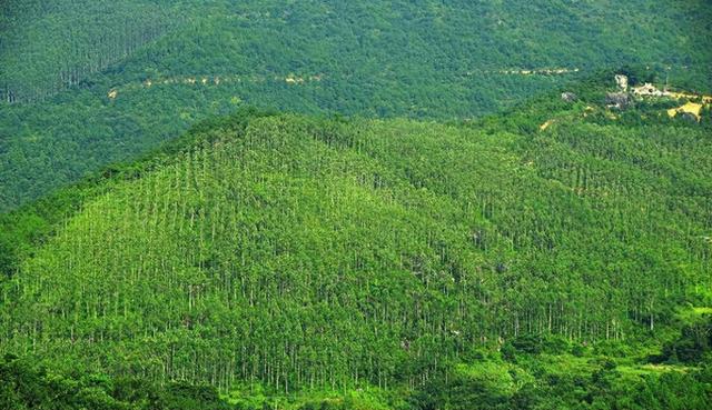 日本和美国早已禁种，中国为何依然大力种植？背后原因不简单