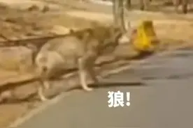 可怕！女子野生动物园猛兽区私自带娃下车，全然不知狼群正在逼近图片