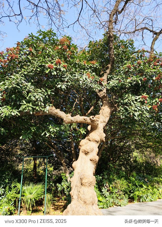 碧沙岗的秋，是郑州偷给我的半日温柔