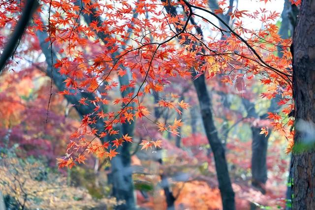 2025南京中山植物园红叶展进入最佳观赏期，百种枫叶绚烂迎客