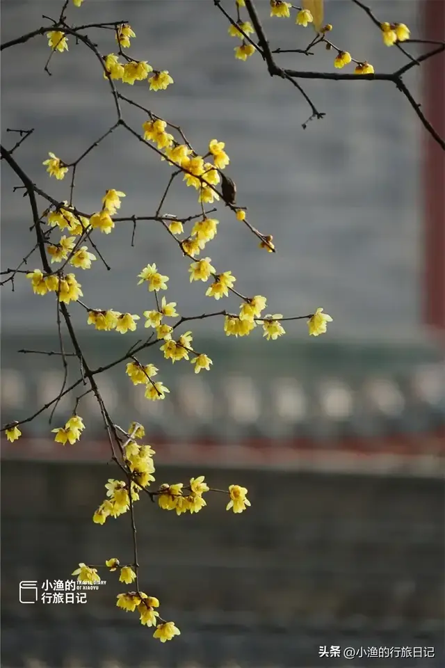 西安冬日最有韵味的美景地：一入其中，便是长安