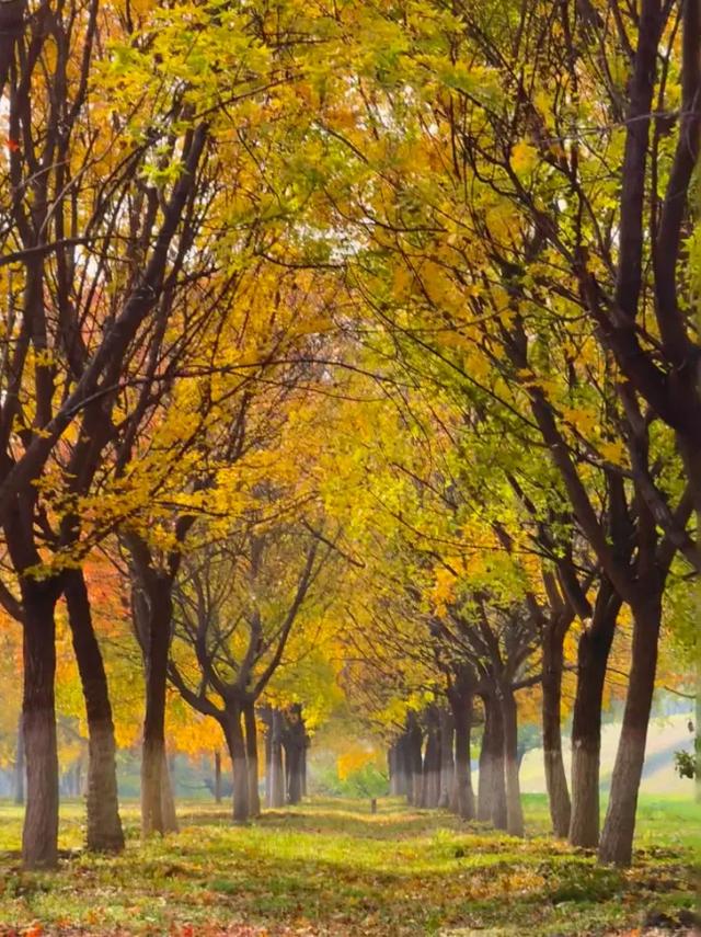 西安城区4个绝美秋景打卡地!