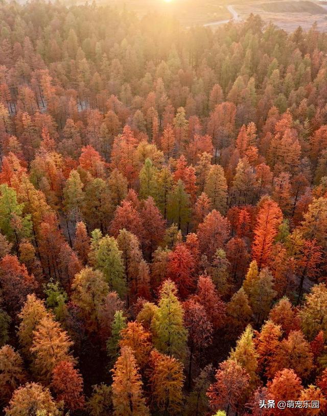 武汉秋日悄然绽放，梧桐叶黄江风凉，你还在等什么？