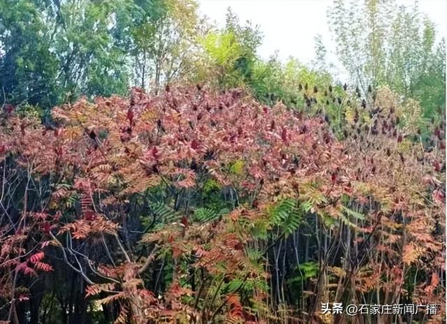 石家庄市城区赏秋最全指南，来啦！