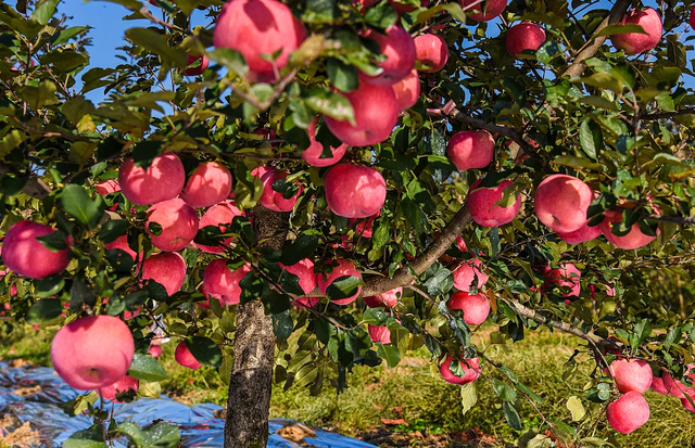 秋日邂逅，开启浪漫诗意之旅