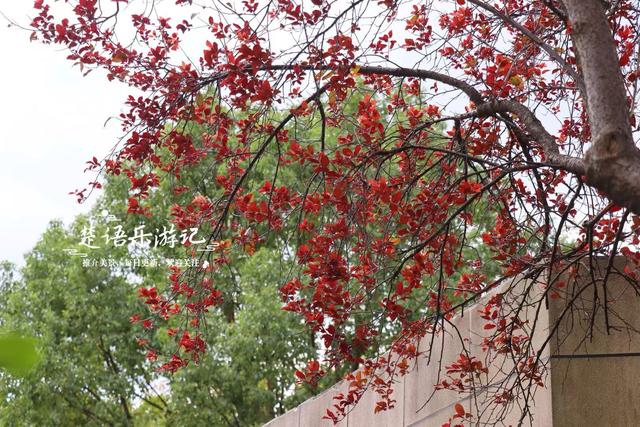 宁波镇海居然藏着一个小苏州园林，绿树掩映着亭台楼阁，值得游玩