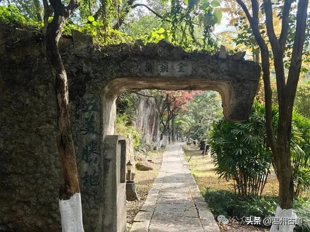 一树金黄，满城风雅！温州这棵著名的古寺银杏再不去就要落叶了