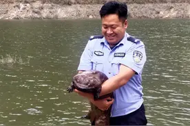 村民在田里发现“有手有脚的怪鱼”，竟是国家二级保护动物大鲵图片