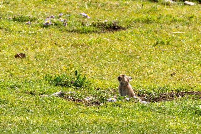 库拉岗日，“戏”真多！