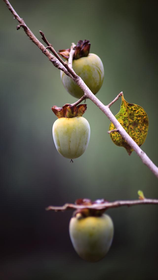 《玉兰王国》之捕鱼记