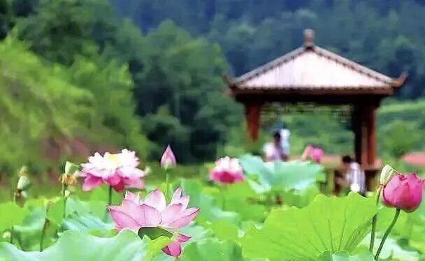 荷花：夏日一道靓丽的风景