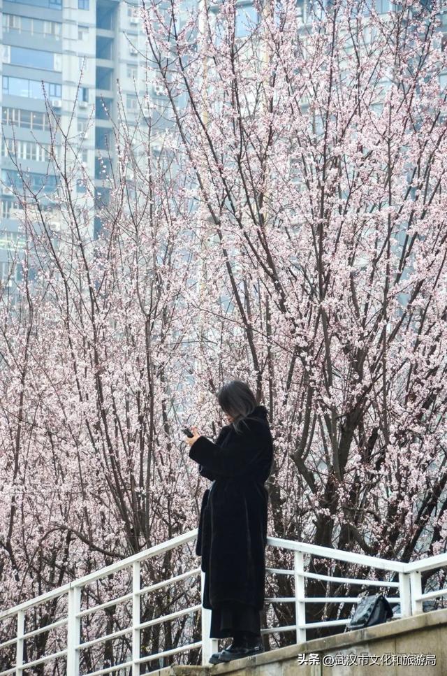 大学四年，如何玩转武汉江滩？新生必看→