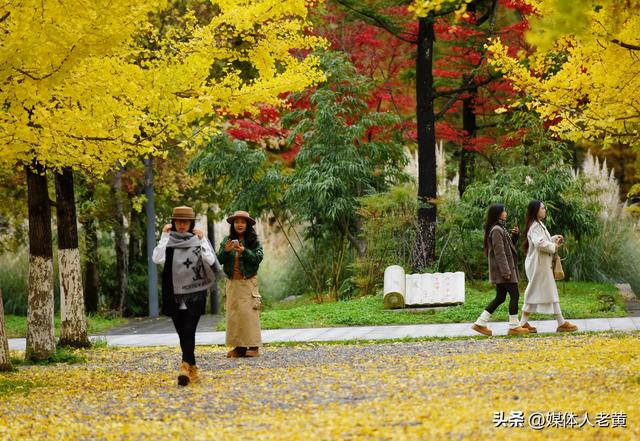 凉都六盘水银杏红叶点亮城市“金色童话”之约