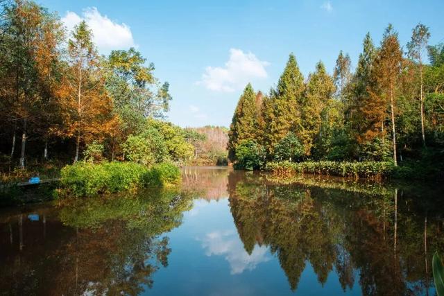 谁说重庆没有秋天?都藏在这些公园里→