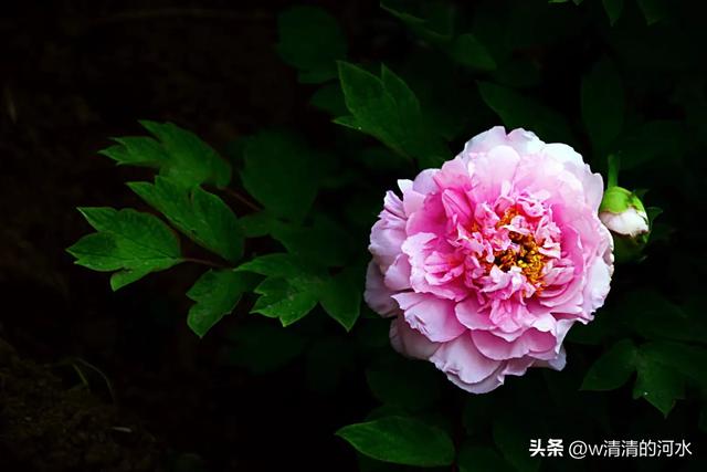 极美洛阳城牡丹迎春吐蕾绽放