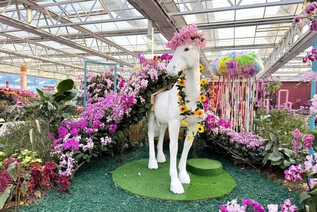 来逛超大冬日花果游园会，2026北京兰花文化嘉年华在昌平开幕 | 动态