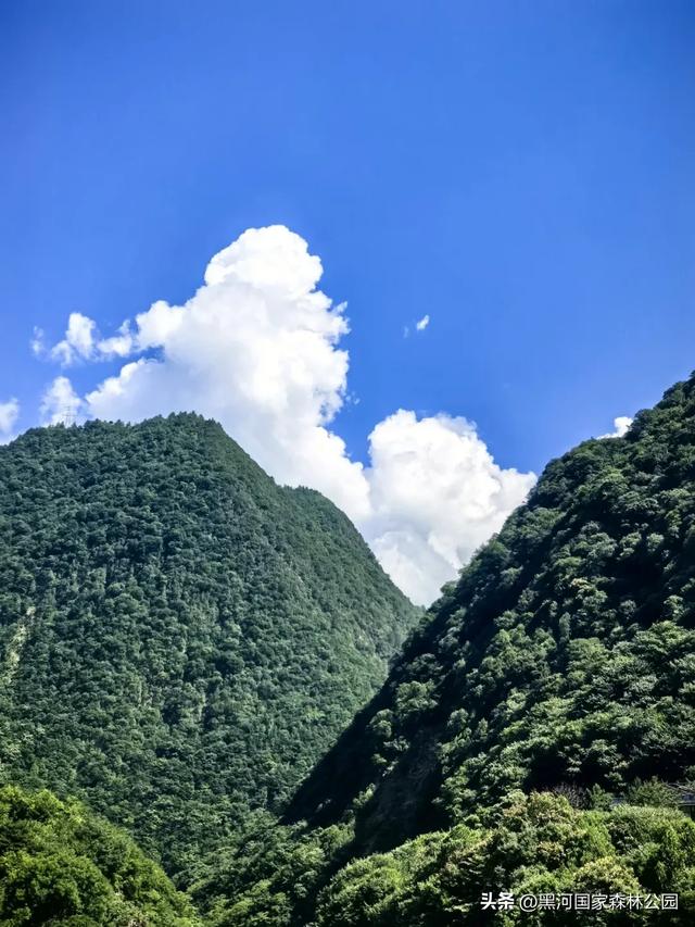 立减10℃!绿色天然避暑胜地,就在黑河国家森林公园→