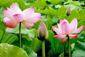 宋词10大高手排行榜，这是截止目前最权威和客观的排名图片