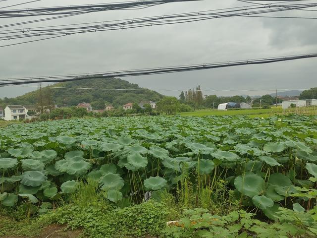 速游慈城黄山村，那是我老祖母的娘家