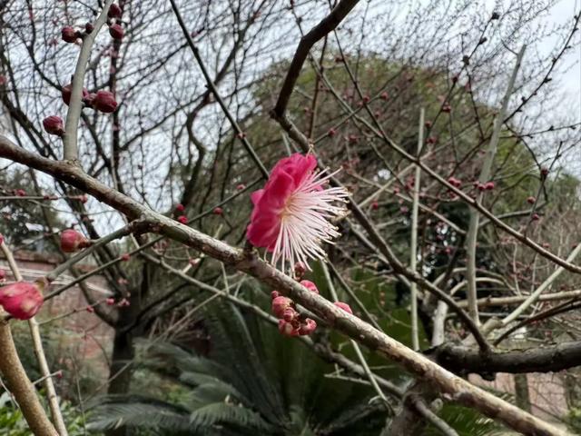 日照金山、水墨画卷、雪林撞色！重庆冬日雪景，每一帧都想保存