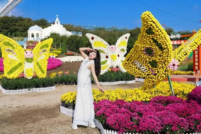 15万株绽放醉美菊花展，成都又美爆了！