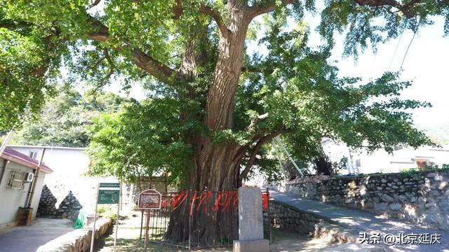 洞见长城丨长城关沟(下):千年关沟连古今