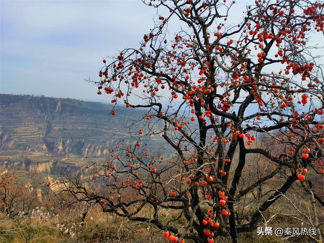 彬州市：多举措提升罗店村柿林观赏地游客满意度