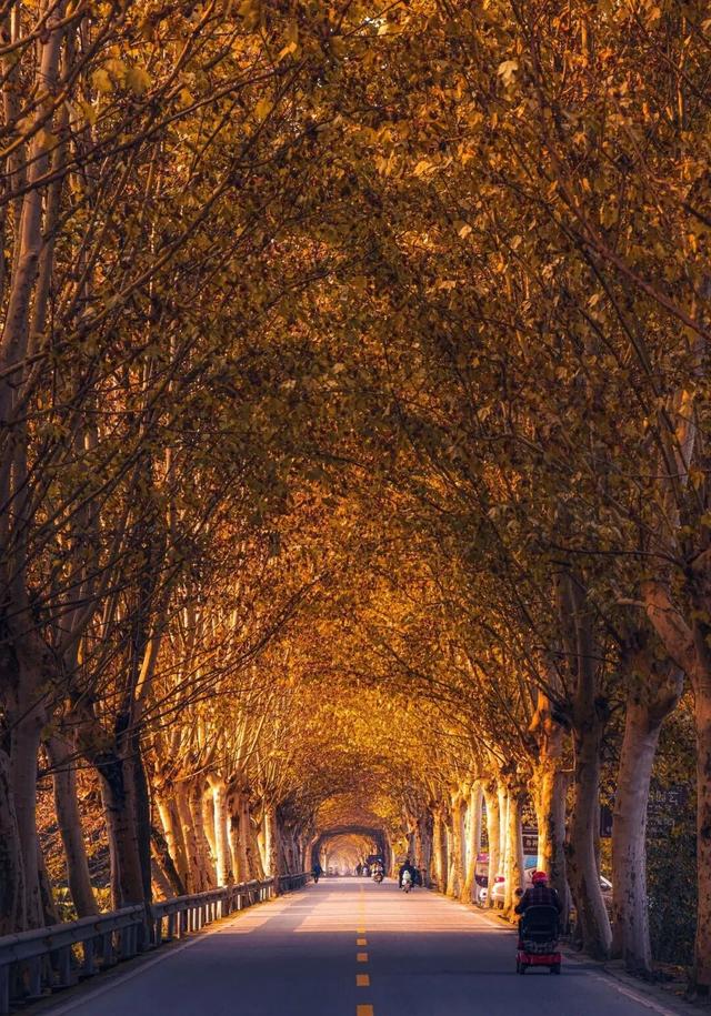 成都最美梧桐大道绵延20公里，地铁19号线直达，快去打卡！