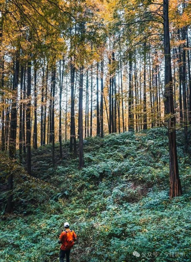 秋假去哪？崇州这些亲子游宝藏地不容错过