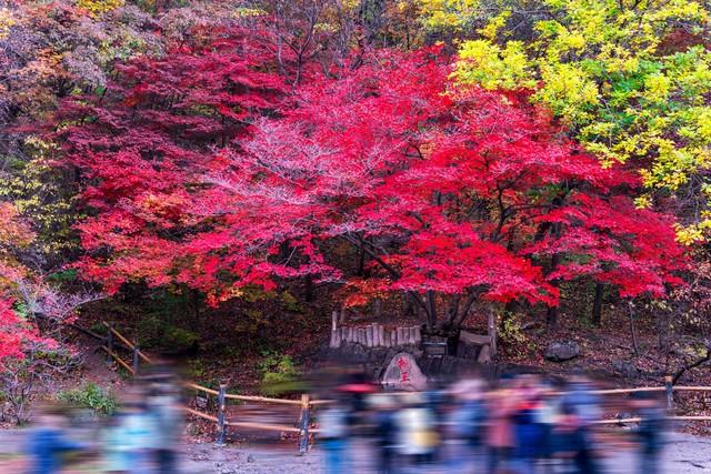 不藏了，美景天成：去辽宁这五处红叶佳景，体验最诗意的北国