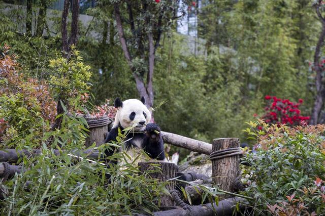 成都必去十大景点排行榜，这才是成都最值得去的10个景点，收好！