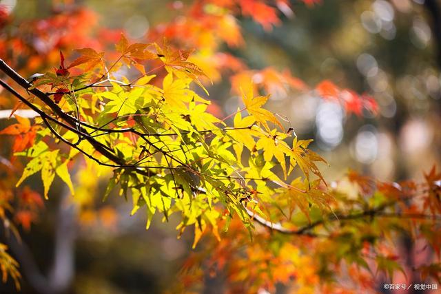 说起红叶就知道栖霞山和天平山？江南赏秋花样不要太多