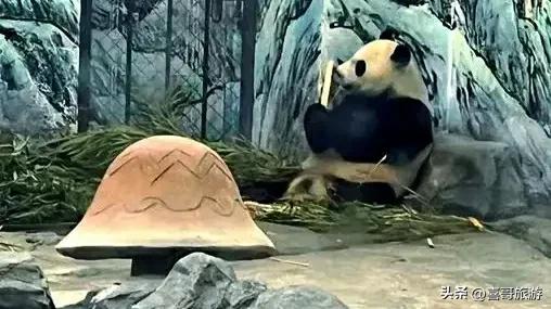 探秘湘西熊猫乐园：凤凰中国大熊猫苑