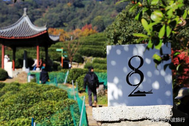 杭州冬日徒步，从古村到茶园，银杏金黄枫树染红，感受山野之乐