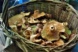 女子吃野生菌中毒，躺病床上“抓小人”！我却笑死在评论区！图片